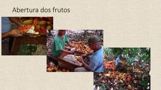 Abertura dos frutos
 