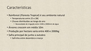 Características
• Rainforest (Floresta Tropical) é seu ambiente natural
• Temperaturas entre 25 e 28C
• Chuvas distribuídas ao longo do ano
• Necessidade de irrigação entre 1500 e 2000mm de água
• Árvores crescem em média 10m
• Produção por hectare varia entre 400 e 2000kg
• Safra principal de junho a outubro
• Safrinha entre dezembro e março
 
