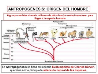 SEMANA - 2 - LA EVOLUCION HUMANA.pptx