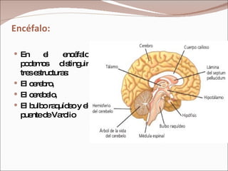 Encéfalo: En el encéfalo podemos distinguir tres estructuras:  El cerebro,  El cerebelo,  El bulbo raquídeo y el puente de Varolio 