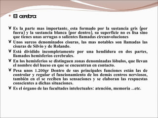 El cerebro: Es la parte mas importante, esta formado por la sustancia gris (por fuera) y la sustancia blanca (por dentro), su superficie no es lisa sino que tienes unas arrugas o salientes llamadas circunvoluciones Unos surcos denominados cisuras, las mas notables son llamadas las cisuras de Silvio y de Rolando.  Está dividido incompletamente por una hendidura en dos partes, llamados hemisferios cerebrales. En los hemisferios se distinguen zonas denominadas lóbulos, que llevan el nombre del hueso en que se encuentran en contacto. Pesa unos 1.200gr Dentro de sus principales funciones están las de controlar y regular el funcionamiento de los demás centros nerviosos, también en el se reciben las sensaciones y se elaboran las respuestas conscientes a dichas situaciones.  Es el órgano de las facultades intelectuales: atención, memoria ...etc. 