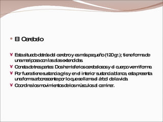 El Cerebelo Esta situado detrás del cerebro y es más pequeño (120 gr.); tiene forma de una mariposa con las alas extendidas.  Consta de tres partes: Dos hemisferios cerebelosos y el cuerpo vermiforme.  Por fuera tiene sustancia gris y en el interior sustancia blanca, esta presenta una forma arborescente por lo que se llama el árbol de la vida. Coordina los movimientos de los músculos al caminar. 