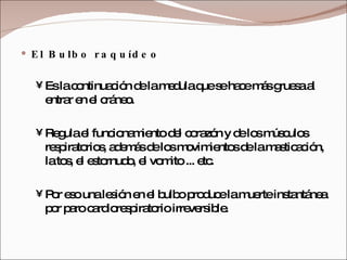 El Bulbo raquídeo Es la continuación de la medula que se hace más gruesa al entrar en el cráneo.  Regula el funcionamiento del corazón y de los músculos respiratorios, además de los movimientos de la masticación, la tos, el estornudo, el vomito ... etc.  Por eso una lesión en el bulbo produce la muerte instantánea por paro cardiorespiratorio irreversible. 