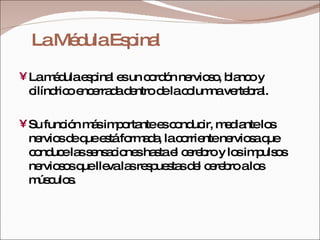 La Médula Espinal La médula espinal es un cordón nervioso, blanco y cilíndrico encerrada dentro de la columna vertebral. Su función más importante es conducir, mediante los nervios de que está formada, la corriente nerviosa que conduce las sensaciones hasta el cerebro y los impulsos nerviosos que lleva las respuestas del cerebro a los músculos. 