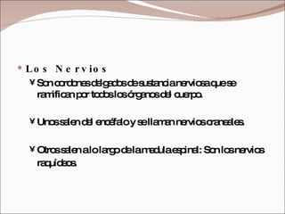 Los Nervios Son cordones delgados de sustancia nerviosa que se ramifican por todos los órganos del cuerpo.  Unos salen del encéfalo y se llaman nervios craneales.  Otros salen a lo largo de la medula espinal: Son los nervios raquídeos.   