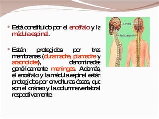 Está constituido por el  encéfalo  y la  médula espinal .  Están protegidos por tres membranas ( duramadre, piamadre  y  aracnoides ), denominadas genéricamente  meninges . Además, el encéfalo y la médula espinal están protegidos por envolturas óseas, que son el cráneo y la columna vertebral respectivamente. 