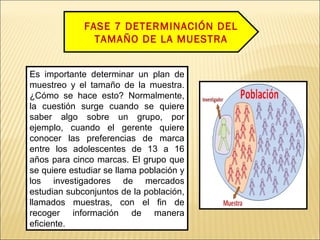 FASE 7 DETERMINACIÓN DEL
TAMAÑO DE LA MUESTRA
Es importante determinar un plan de
muestreo y el tamaño de la muestra.
¿Cómo se hace esto? Normalmente,
la cuestión surge cuando se quiere
saber algo sobre un grupo, por
ejemplo, cuando el gerente quiere
conocer las preferencias de marca
entre los adolescentes de 13 a 16
años para cinco marcas. El grupo que
se quiere estudiar se llama población y
los investigadores de mercados
estudian subconjuntos de la población,
llamados muestras, con el fin de
recoger información de manera
eficiente.
 