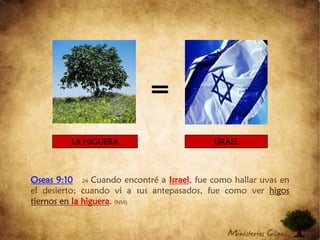 =LA HIGUERAISRAELOseas 9:1024Cuando encontré a Israel, fue como hallar uvas en el desierto; cuando vi a sus antepasados, fue como ver higos tiernos en la higuera. (NVI)