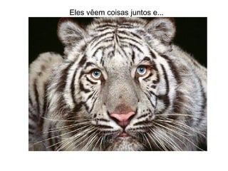 Eles vêem coisas juntos e... 