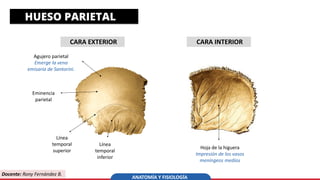 ANATOMIA Y PSICOLOGIA - SEM02 | PDF