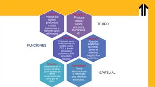 Semana 02 - Tejidos corporales. Piel.pptx