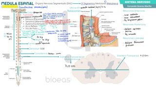 ANATOMIA DEL SISTEMA NERVIOSO - ALTAMENTE BUENO | PDF