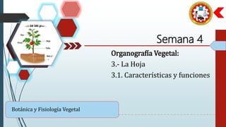 Semana 4
Botánica y Fisiología Vegetal
Organografía Vegetal:
3.- La Hoja
3.1. Características y funciones
 