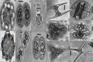 Organismos de Agua Dulce
 