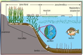 Clasificación Indicadores Biológicos