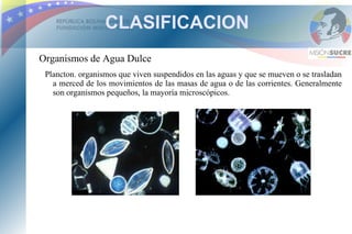 CLASIFICACION
Organismos de Agua Dulce
 Plancton. organismos que viven suspendidos en las aguas y que se mueven o se trasladan
   a merced de los movimientos de las masas de agua o de las corrientes. Generalmente
   son organismos pequeños, la mayoría microscópicos.
 