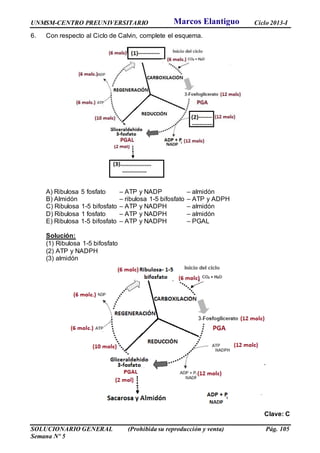 UNMSM-CENTRO PREUNIVERSITARIO Ciclo 2013-I
SOLUCIONARIO GENERAL (Prohibida su reproducción y venta) Pág. 105
Semana Nº 5
6. Con respecto al Ciclo de Calvin, complete el esquema.
A) Ribulosa 5 fosfato – ATP y NADP – almidón
B) Almidón – ribulosa 1-5 bifosfato – ATP y ADPH
C) Ribulosa 1-5 bifosfato – ATP y NADPH – almidón
D) Ribulosa 1 fosfato – ATP y NADPH – almidón
E) Ribulosa 1-5 bifosfato – ATP y NADPH – PGAL
Solución:
(1) Ribulosa 1-5 bifosfato
(2) ATP y NADPH
(3) almidón
Clave: C
Marcos Elantiguo
 