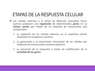 ETAPAS DE LA RESPUESTA CELULAR
 Las señales externas a la célula de diferente naturaleza físico-
química producen una regulación de determinados genes en su
núcleo celular por medio de un conjunto de mecanismos que
comprenden:
1. La captación de las señales externas en la superficie celular
mediante los receptores celulares
2. La generación y la transmisión intracelular de las señales por
medio de las interacciones proteína-proteína
3. La ejecución de la respuesta a través de modificación de la
actividad de los genes
 