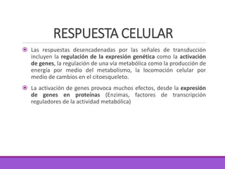 RESPUESTA CELULAR
 Las respuestas desencadenadas por las señales de transducción
incluyen la regulación de la expresión genética como la activación
de genes, la regulación de una vía metabólica como la producción de
energía por medio del metabolismo, la locomoción celular por
medio de cambios en el citoesqueleto.
 La activación de genes provoca muchos efectos, desde la expresión
de genes en proteínas (Enzimas, factores de transcripción
reguladores de la actividad metabólica)
 
