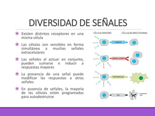 DIVERSIDAD DE SEÑALES
 Existen distintos receptores en una
misma célula
 Las células son sensibles en forma
simultánea a muchas señales
extracelulares
 Las señales al actuar en conjunto,
pueden sumarse e inducir a
respuestas mayores
 La presencia de una señal puede
modificar las respuestas a otras
señales
 En ausencia de señales, la mayoría
de las células están programadas
para autodestruirse
CÉLULA EMISORA CÉLULA BLANCO (DIANA)
 