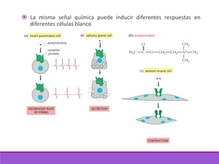 La misma señal química puede inducir diferentes respuestas en
diferentes células blanco
 