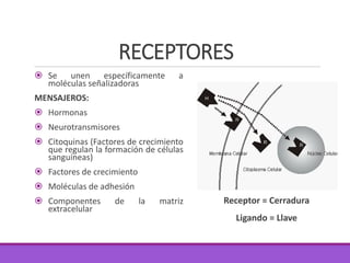 RECEPTORES
 Se unen específicamente a
moléculas señalizadoras
MENSAJEROS:
 Hormonas
 Neurotransmisores
 Citoquinas (Factores de crecimiento
que regulan la formación de células
sanguíneas)
 Factores de crecimiento
 Moléculas de adhesión
 Componentes de la matriz
extracelular
Receptor = Cerradura
Ligando = Llave
 