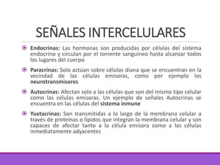 SEÑALES INTERCELULARES
 Endocrinas: Las hormonas son producidas por células del sistema
endocrino y circulan por el torrente sanguíneo hasta alcanzar todos
los lugares del cuerpo
 Paracrinas: Solo actúan sobre células diana que se encuentran en la
vecindad de las células emisoras, como por ejemplo los
neurotransmisores
 Autocrinas: Afectan solo a las células que son del mismo tipo celular
como las células emisoras. Un ejemplo de señales Autocrinas se
encuentra en las células del sistema inmune
 Yuxtacrinas: Son transmitidas a lo largo de la membrana celular a
través de proteínas o lípidos que integran la membrana celular y son
capaces de afectar tanto a la célula emisora como a las células
inmediatamente adyacentes
 