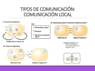 TIPOS DE COMUNICACIÓN:
COMUNICACIÓN LOCAL
 