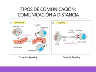 Endocrine Signaling
TIPOS DE COMUNICACIÓN:
COMUNICACIÓN A DISTANCIA
Synaptic Signaling
 