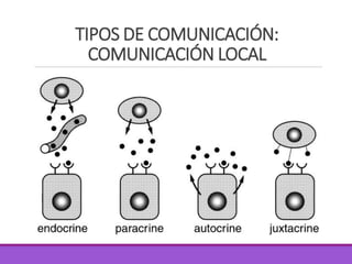 TIPOS DE COMUNICACIÓN:
COMUNICACIÓN LOCAL
 