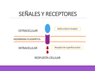 SEÑALES Y RECEPTORES
MEMBRANA PLASMÁTICA
EXTRACELULAR
INTRACELULAR
Señal unida al receptor
Receptor de superficie activo
RESPUESTA CELULAR
 