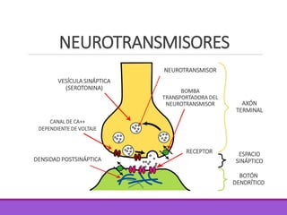 NEUROTRANSMISORES
VESÍCULA SINÁPTICA
(SEROTONINA)
CANAL DE CA++
DEPENDIENTE DE VOLTAJE
DENSIDAD POSTSINÁPTICA
RECEPTOR
BOMBA
TRANSPORTADORA DEL
NEUROTRANSMISOR
NEUROTRANSMISOR
AXÓN
TERMINAL
ESPACIO
SINÁPTICO
BOTÓN
DENDRÍTICO
 