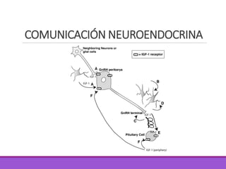 COMUNICACIÓN NEUROENDOCRINA
 