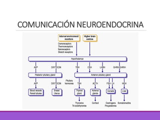 COMUNICACIÓN NEUROENDOCRINA
 