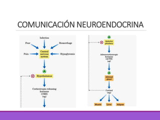 COMUNICACIÓN NEUROENDOCRINA
 