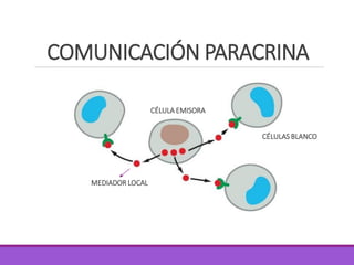 COMUNICACIÓN PARACRINA
CÉLULA EMISORA
MEDIADOR LOCAL
CÉLULAS BLANCO
 