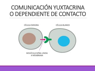 COMUNICACIÓN YUXTACRINA
O DEPENDIENTE DE CONTACTO
CÉLULA EMISORA CÉLULA BLANCO
MOLÉCULA SEÑAL UNIDA
A MEMBRANA
 