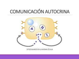COMUNICACIÓN AUTOCRINA
SITIOS BLANCO EN LA MISMA CÉLULA
 