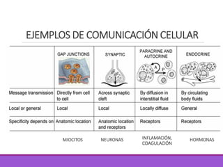EJEMPLOS DE COMUNICACIÓN CELULAR
MIOCITOS NEURONAS INFLAMACIÓN,
COAGULACIÓN
HORMONAS
 
