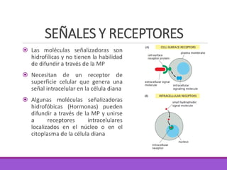SEÑALES Y RECEPTORES
 Las moléculas señalizadoras son
hidrofílicas y no tienen la habilidad
de difundir a través de la MP
 Necesitan de un receptor de
superficie celular que genera una
señal intracelular en la célula diana
 Algunas moléculas señalizadoras
hidrofóbicas (Hormonas) pueden
difundir a través de la MP y unirse
a receptores intracelulares
localizados en el núcleo o en el
citoplasma de la célula diana
 