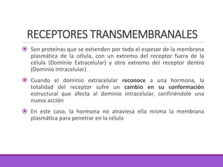 RECEPTORES TRANSMEMBRANALES
 Son proteínas que se extienden por todo el espesor de la membrana
plasmática de la célula, con un extremo del receptor fuera de la
célula (Dominio Extracelular) y otro extremo del receptor dentro
(Dominio Intracelular)
 Cuando el dominio extracelular reconoce a una hormona, la
totalidad del receptor sufre un cambio en su conformación
estructural que afecta al dominio intracelular, confiriéndole una
nueva acción
 En este caso, la hormona no atraviesa ella misma la membrana
plasmática para penetrar en la célula
 