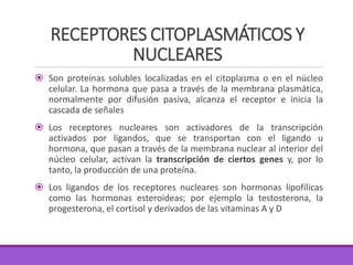 RECEPTORES CITOPLASMÁTICOS Y
NUCLEARES
 Son proteínas solubles localizadas en el citoplasma o en el núcleo
celular. La hormona que pasa a través de la membrana plasmática,
normalmente por difusión pasiva, alcanza el receptor e inicia la
cascada de señales
 Los receptores nucleares son activadores de la transcripción
activados por ligandos, que se transportan con el ligando u
hormona, que pasan a través de la membrana nuclear al interior del
núcleo celular, activan la transcripción de ciertos genes y, por lo
tanto, la producción de una proteína.
 Los ligandos de los receptores nucleares son hormonas lipofílicas
como las hormonas esteroideas; por ejemplo la testosterona, la
progesterona, el cortisol y derivados de las vitaminas A y D
 