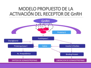 MODELO PROPUESTO DE LA
ACTIVACIÓN DEL RECEPTOR DE GnRH
GnRH
Proteína G
Fosfolipasa C
Proteinquinasa C
Diacilglicerol
Inositol trifosfato
Binding Proteín
LIBERACION DE GONADOTROFINASSINTESIS DE GONADOTROFINAS
Ac. Araquidónico
Calcio
 