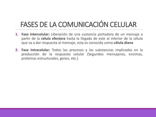 FASES DE LA COMUNICACIÓN CELULAR
1. Fase Intercelular: Liberación de una sustancia portadora de un mensaje a
partir de la célula efectora hasta la llegada de este al interior de la célula
que va a dar respuesta al mensaje, esta es conocida como célula diana
2. Fase Intracelular: Todos los procesos y las substancias implicadas en la
producción de la respuesta celular (Segundos mensajeros, enzimas,
proteínas estructurales, genes, etc.)
 