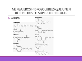 II. AMINAS:
MENSAJEROS HIDROSOLUBLES QUE UNEN
RECEPTORES DE SUPERFICIE CELULAR
 