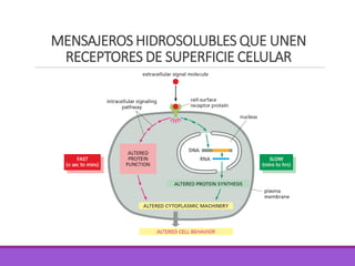 MENSAJEROS HIDROSOLUBLES QUE UNEN
RECEPTORES DE SUPERFICIE CELULAR
 