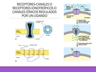 RECEPTORES-CANALES O
RECEPTORES IONOTRÓPICOS O
CANALES IÓNICOS REGULADOS
POR UN LIGANDO
 