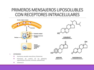 PRIMEROS MENSAJEROS LIPOSOLUBLES
CON RECEPTORES INTRACELULARES
I. ESTEROIDES:
 Hormonas sexuales masculinas y femeninas
 Hormonas de corteza de las glándulas
suprarrenales (Cortisol, cortisona, aldosterona)
 Vitamina D
 