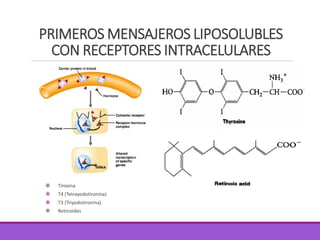 PRIMEROS MENSAJEROS LIPOSOLUBLES
CON RECEPTORES INTRACELULARES
 Tiroxina
 T4 (Tetrayodotironina)
 T3 (Triyodotironina)
 Retinoides
 
