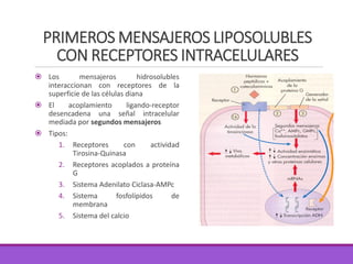 PRIMEROS MENSAJEROS LIPOSOLUBLES
CON RECEPTORES INTRACELULARES
 Los mensajeros hidrosolubles
interaccionan con receptores de la
superficie de las células diana
 El acoplamiento ligando-receptor
desencadena una señal intracelular
mediada por segundos mensajeros
 Tipos:
1. Receptores con actividad
Tirosina-Quinasa
2. Receptores acoplados a proteína
G
3. Sistema Adenilato Ciclasa-AMPc
4. Sistema fosfolípidos de
membrana
5. Sistema del calcio
 